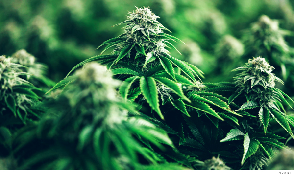 Imagen de la planta de cannabis de donde se obtiene la mariguana